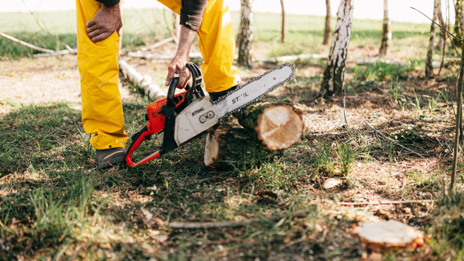Tree felling crew safely removing a large tree in a residential garden